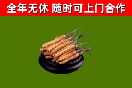 西岗回收散虫草